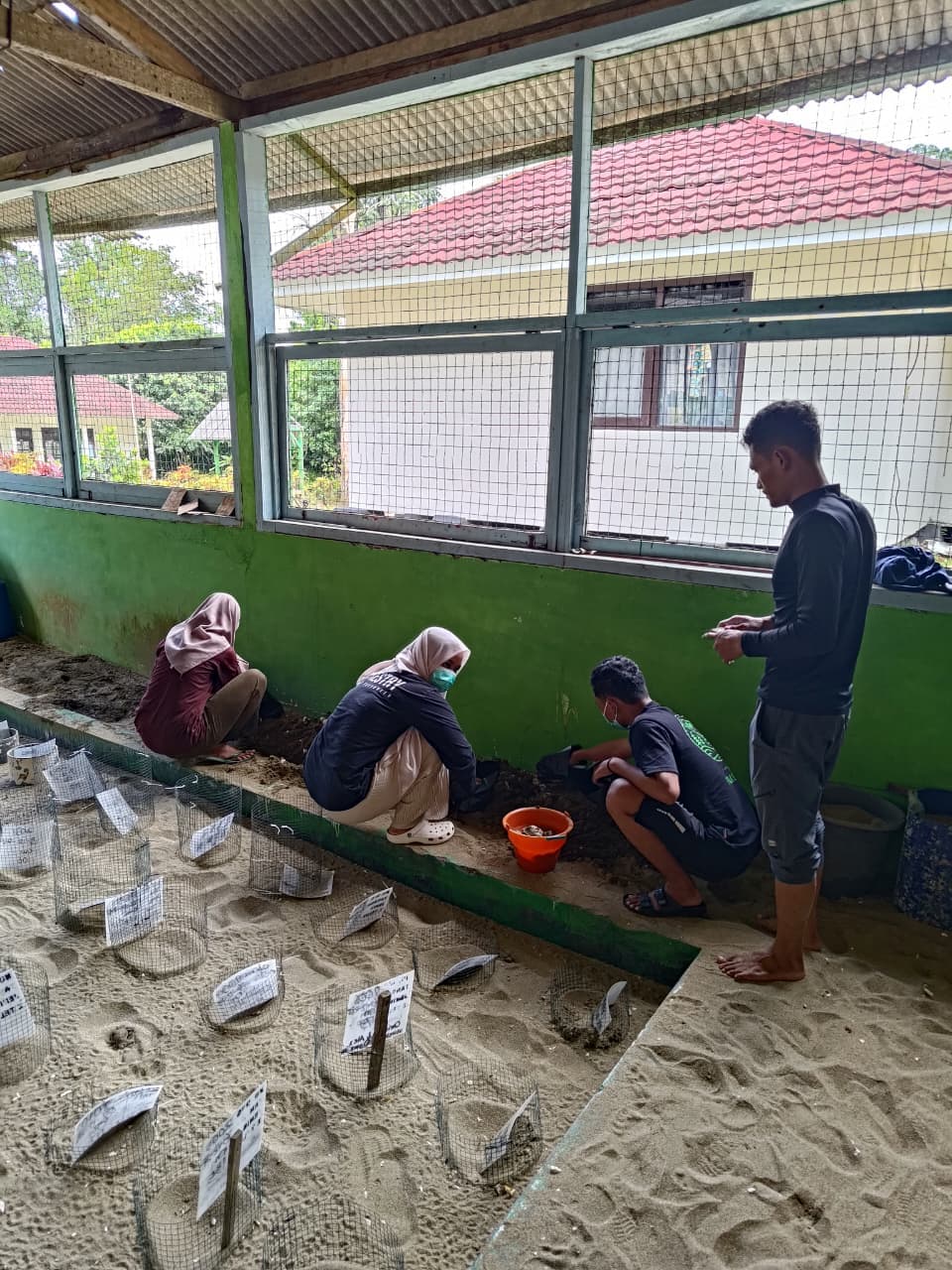 Konservasi Penyu